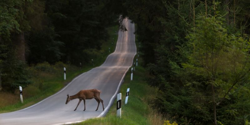 A deer cautiously crosses a road surrounded by forest.