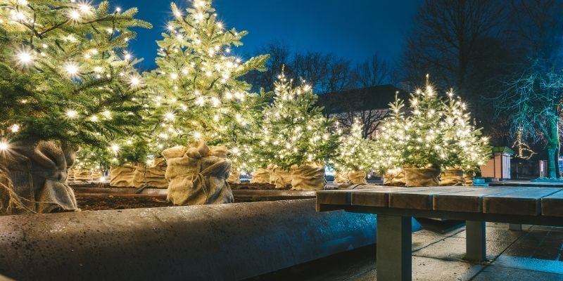 Illuminated Christmas trees in a park, casting a warm glow and enhancing the festive spirit of the holiday season.