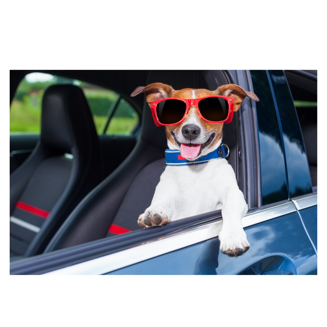 Best Pet Friendly Cars Motor Connect Ltd (Northwich)