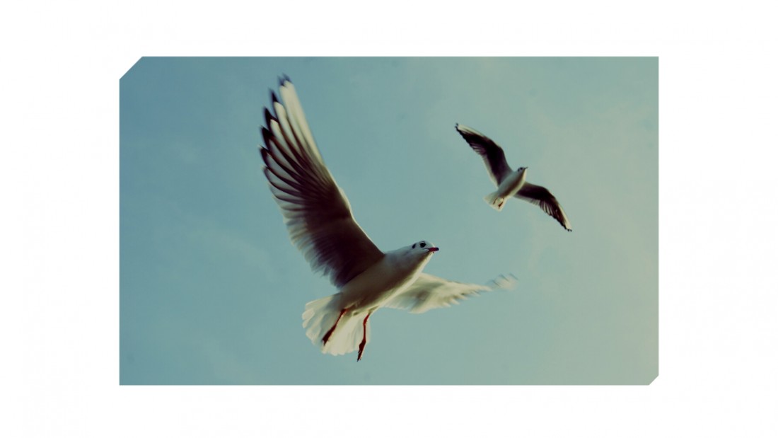 Top tips for removing bird droppings Motor Connect Ltd (Northwich)