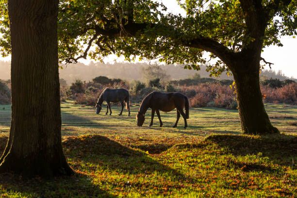 New Forest National Park
