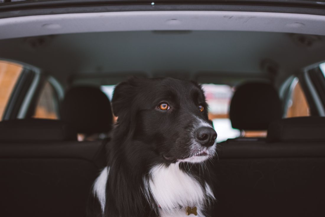 The Best Cars for Dog Owners Parkland Motors