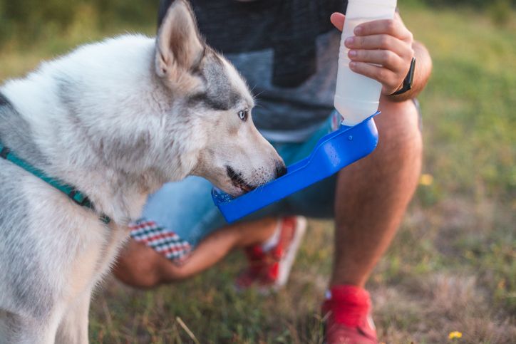 car accessories for dogs - portable water bowl