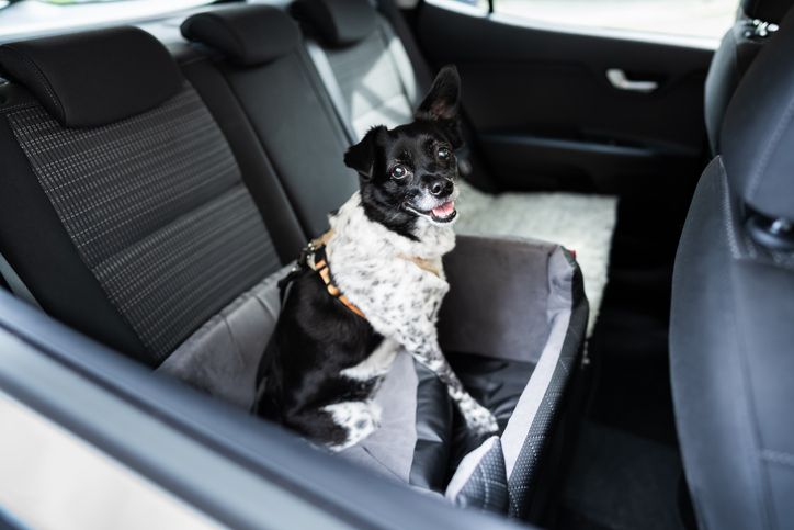 car dog beds