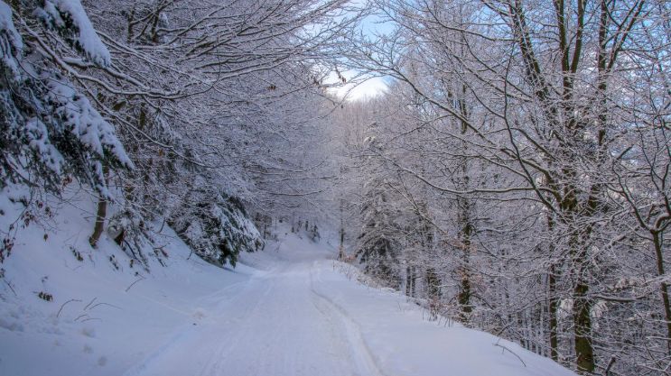 A Tight Road Covered in Snow