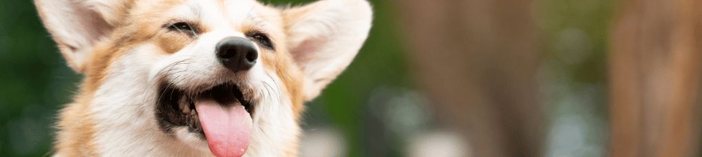 A golden coloured corgi with its tongue out, looking happy