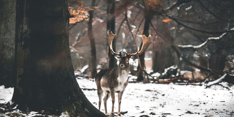 Deer standing in a snowy woodland surrounded by trees.