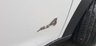 USED 2013 13 MINI COUNTRYMAN 1.6 COOPER D ALL4 5d 112 BHP 