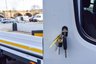 USED 2019 69 FORD TRANSIT 350 2.0 TDCI 130PS L4 XLWB DRW DROPSIDE EURO 6 Twin Rear Wheel, Euro 6, XLWB