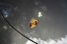 USED 2016 16 PORSCHE 911 3.8 TURBO PDK 2d 532 BHP 