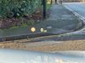 USED 2016 66 BMW 6 SERIES 3.0 640d M Sport Coupe 2dr Diesel Auto Euro 6 (s/s) (313 ps) 