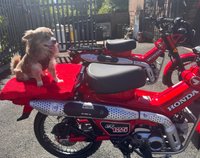 USED 2024 HONDA CT125 Cross Cub Commuter Adventure Never used, 0 miles, learner legal