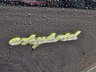 USED 2021 21 PORSCHE CAYENNE 3.0 V6 E-Hybrid 17.9kWh SUV 5dr Petrol Plug-in Hybrid TiptronicS 4WD Euro 6 (s/s) (3.6kW Charger) (462 ps) +++1 OWNER FROM NEW+++