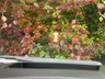 USED 2015 E LAND ROVER RANGE ROVER EVOQUE 2.2 SD4 Dynamic SUV 5dr Diesel Auto 4WD Euro 5 (s/s) (190 ps) ** BRAND NEW MAJOR SERVICE + NEW MOT - EXPIRY MAY 2027 ** GREAT HISTORY - 7 SERVICES ** &pound;6.5K + OF RARE FACTORY SPEC ** FRESHLY REFURBISHED 20" GLOSS BLACK ALLOYS ** UPGRADED BLACK DESIGN PACK ** UPGRADED HEADS UP DISPLAY ** UPGRADED PANORAMIC ROOF ** UPGRADED POWER TAILGATE ** UPGRADED TV -DIGITAL ** UPGRADED PARK ASSIST + BLIS ** HALF BLACK/RED LEATHER INTERIOR + HEATED SEATS WITH MEMORY ** REAR CAM ** FRONT & REAR AID ** MERIDIAN SOUND ** SAT NAV ** CRUISE ** AUTO LIGHTS & WIPERS **