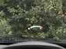 USED 2017 17 BMW M4 3.0 BiTurbo Competition Coupe 2dr Petrol DCT Euro 6 (s/s) (450 ps) 